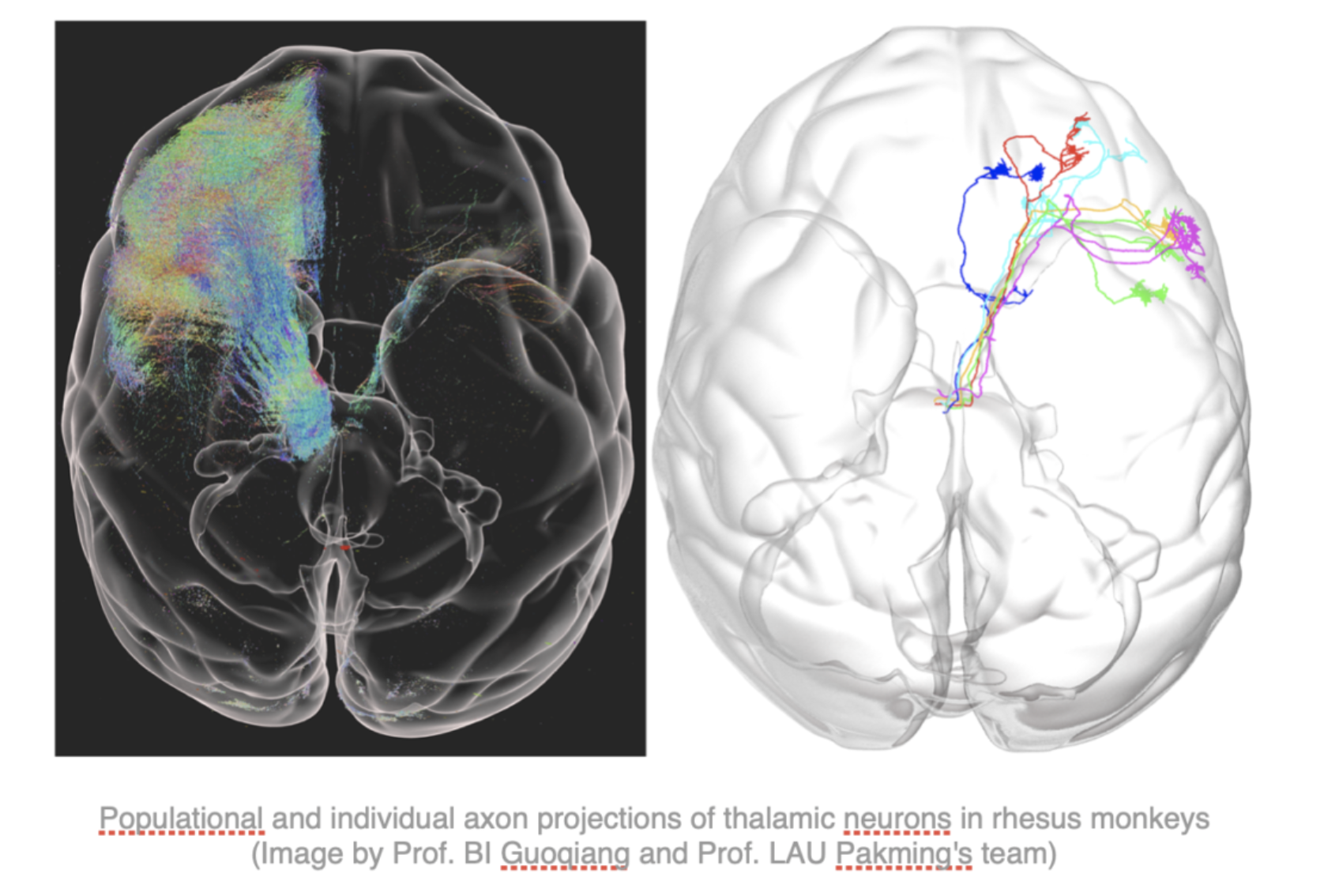 2021/07 Chinese researchers achieve brain map of macaque monkey in micron resolution