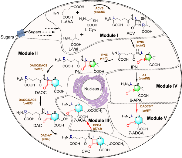6-APA, 7-ACA and 7-ADCA biosynthesis from glucose through metabolic engineering of yeast