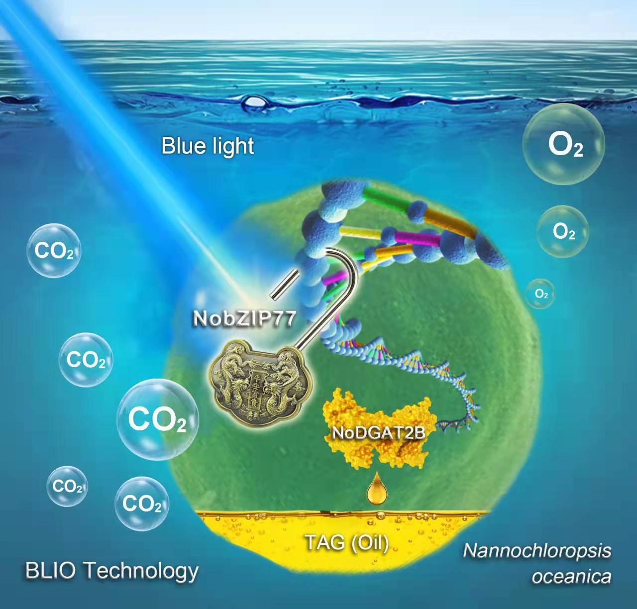 QIBEBT genetic blue-light sensor doubles oil productivity in microalgae