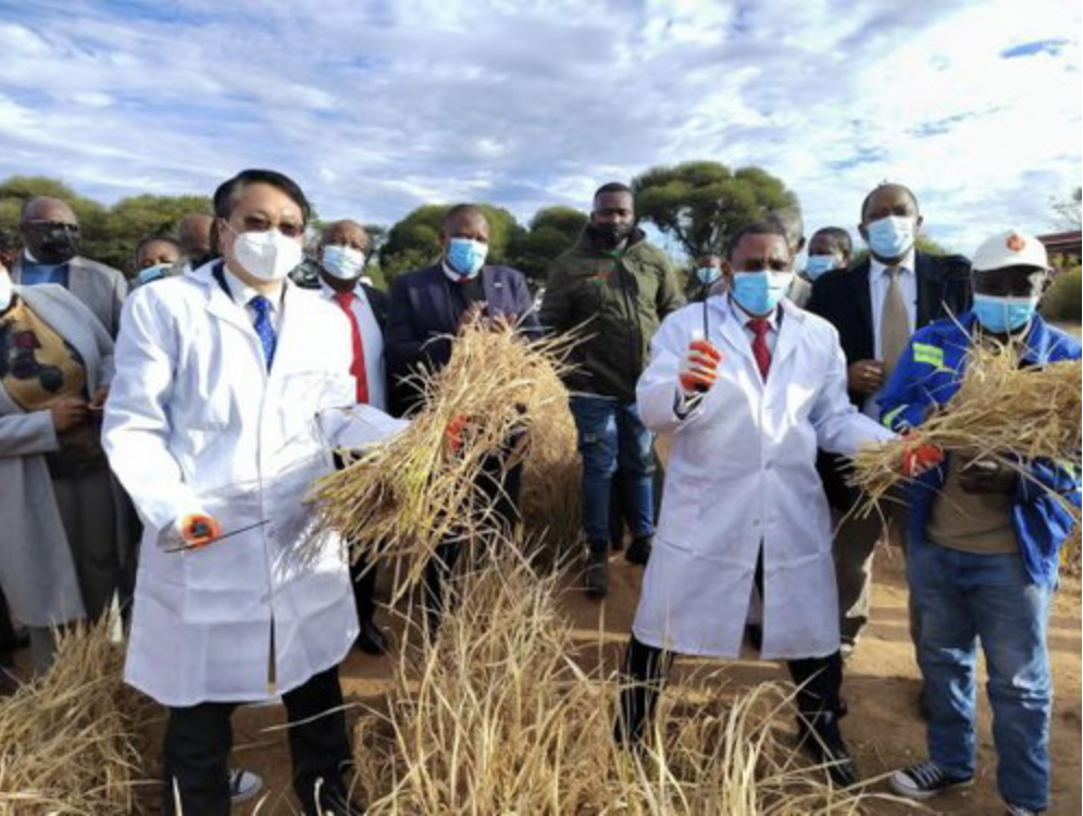 China tests water-saving and draught-tolerant rice in Botswana