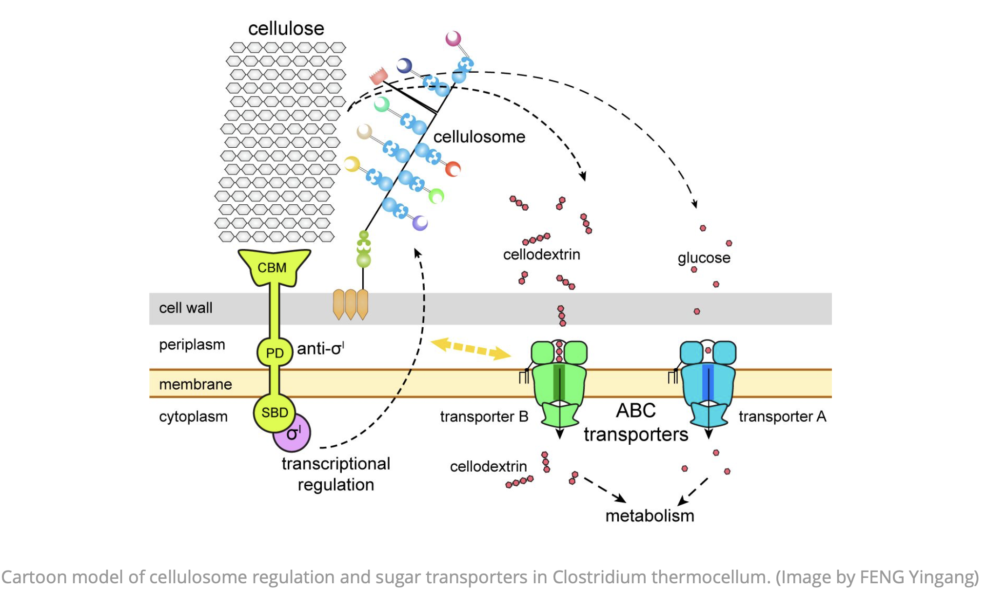 About the sugar uptake in Clostridium thermocellum: CAS QIBEBT