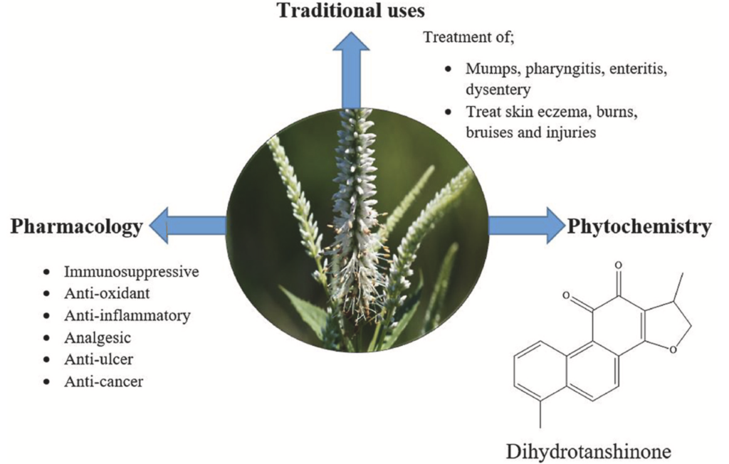 Chinese-led team reviews “physics root”, an ethnomedicine