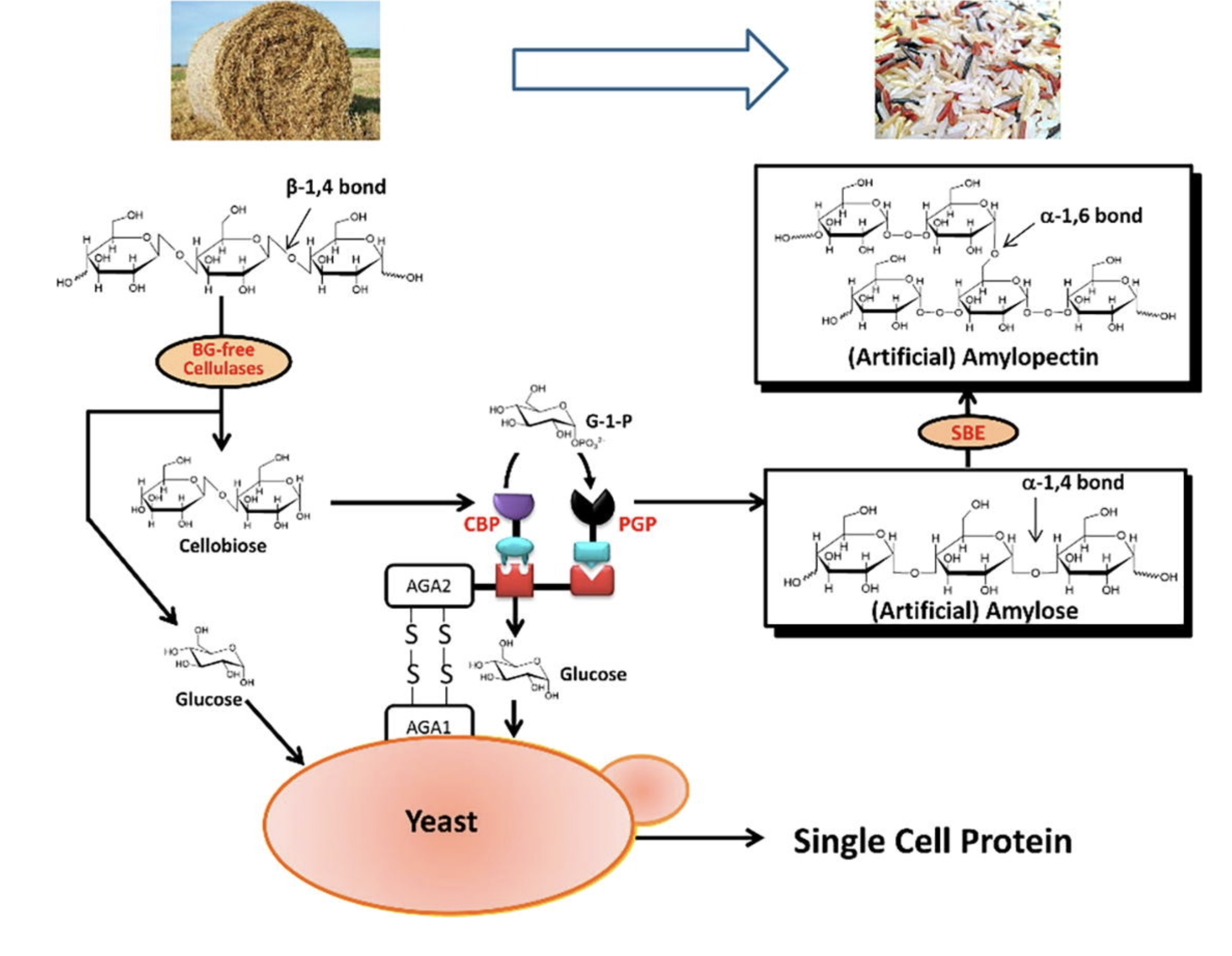 Biosynthesis of starch and protein from corn stalks by yeast displaying cellulolytic enzymes