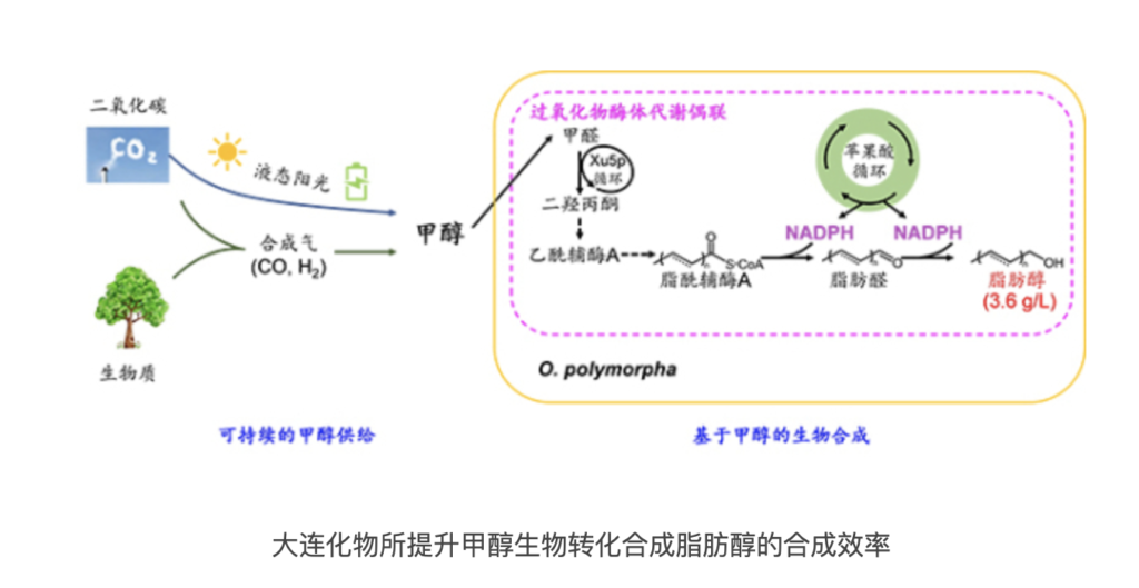 Peroxisome engineering provides pathway from methanol to fatty alcohols