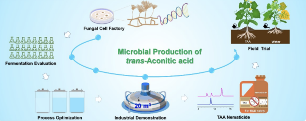 CAS QIBEBT develops industrial fermentation of t-aconitic acid, a nematode control agent