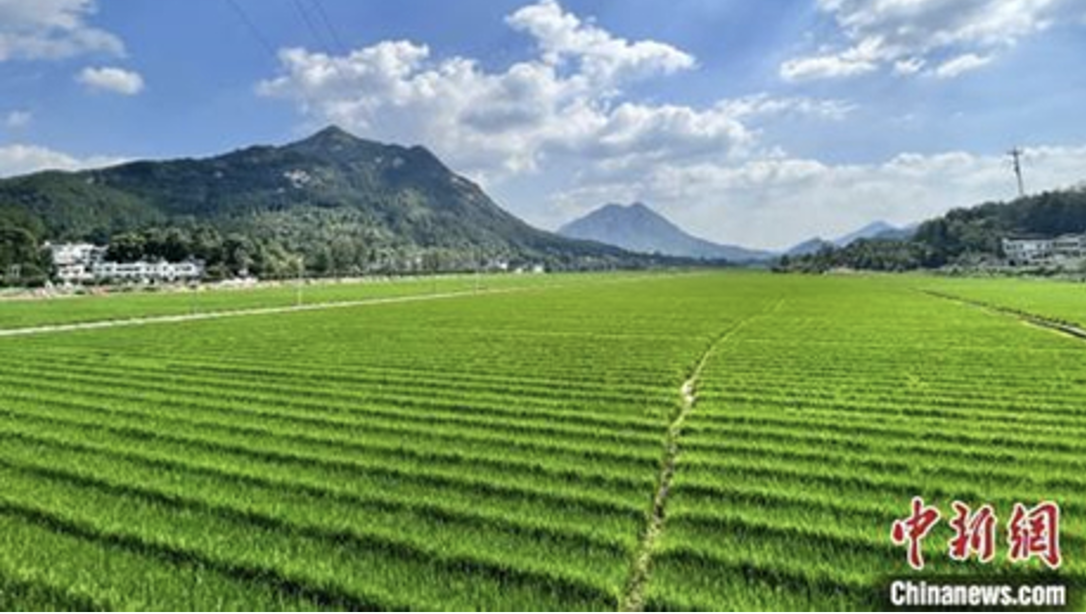 “Red lotus” hybrid rice is already grown on over 30 million ha