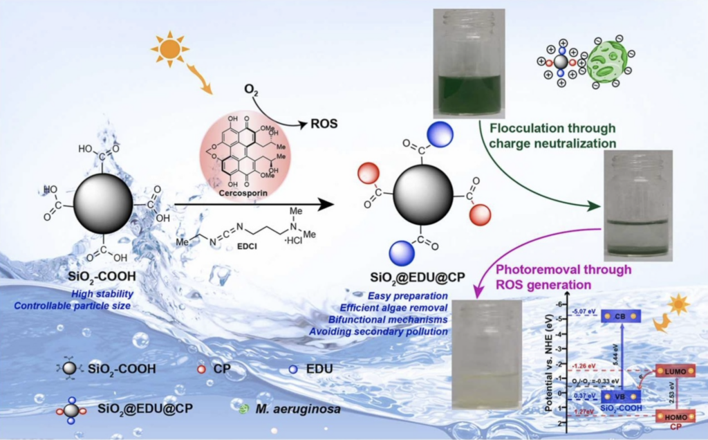 A bio-inspired algicide might prevent cyanobacterial blooms in Taihu lake