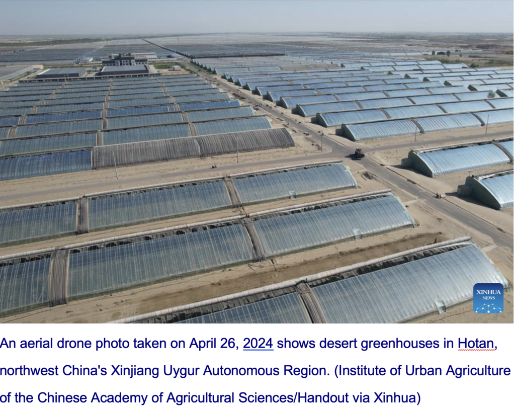 “Speed breeding” of rice in Hunan desert, Xinjiang