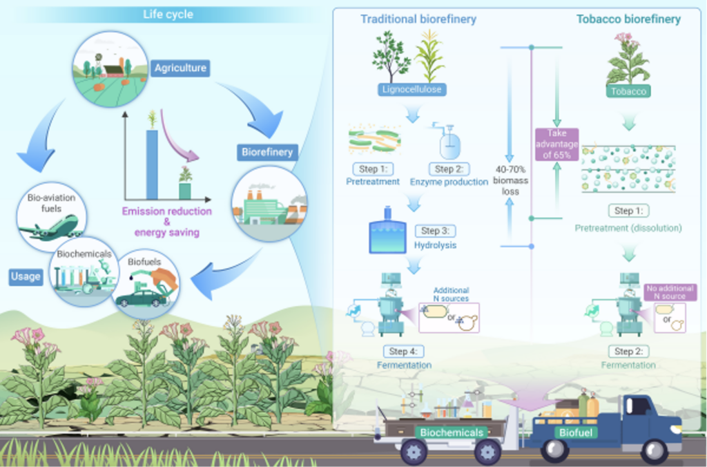 Sterilized tobacco leaves as biomass source for a biorefinery: CAS QIBEBT