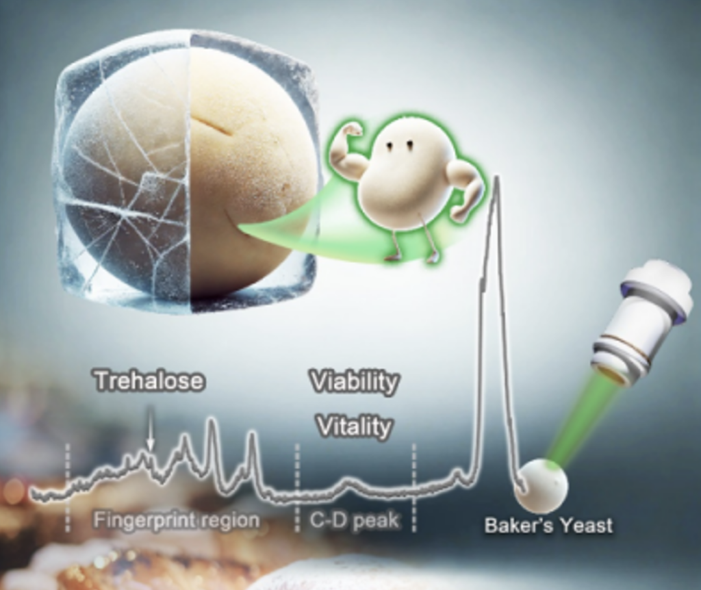 CAS QIBEBT screens bakers’ yeast with better antifreeze performance using Raman-based FACS