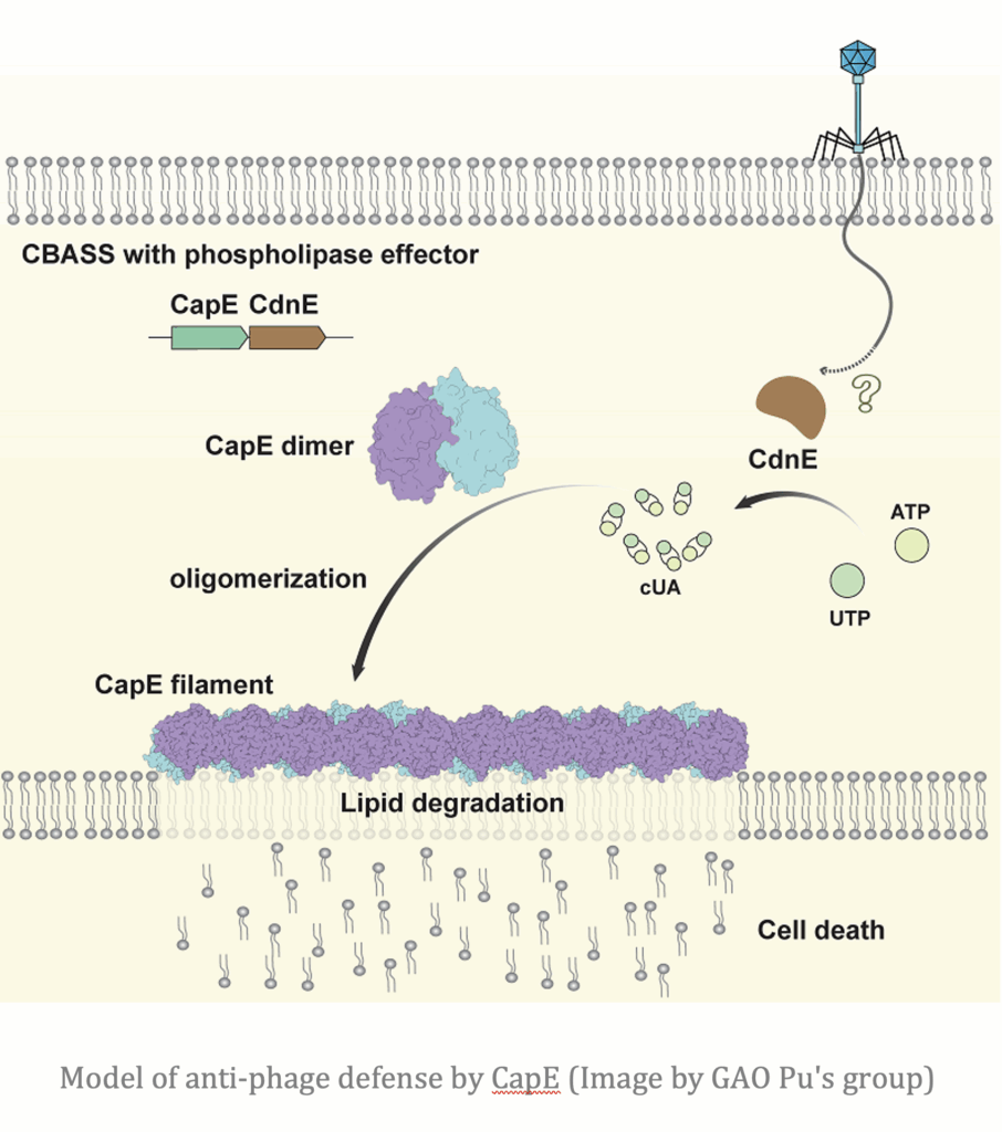 Cyclic nucleotides are crucial to antiviral defense in bacteria