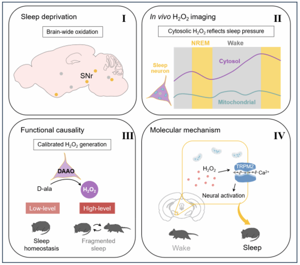 Sleep is partially controlled by the intraneural hydrogen peroxide level generated from D-amino acid oxidase