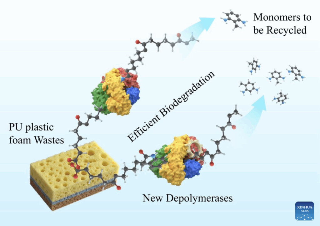 Engineering of a urethanase for enhanced depolymerization of polyurethane