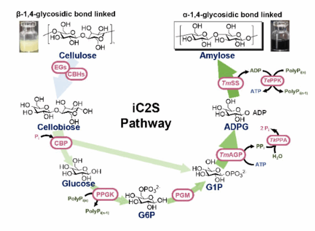 An improved cell-free pathway of cellobiose to starch provides 93 % yields