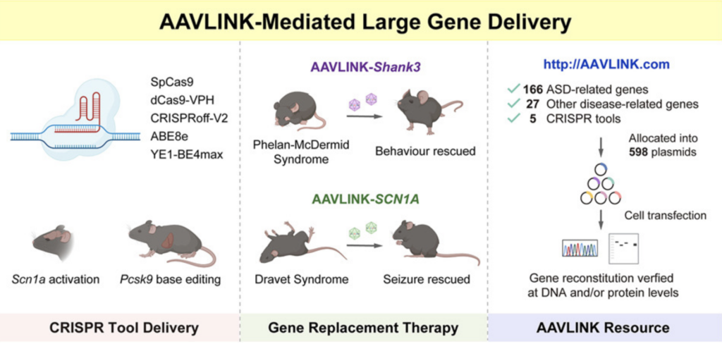 AAVLINK: a potent method for large cargo delivery in gene therapy