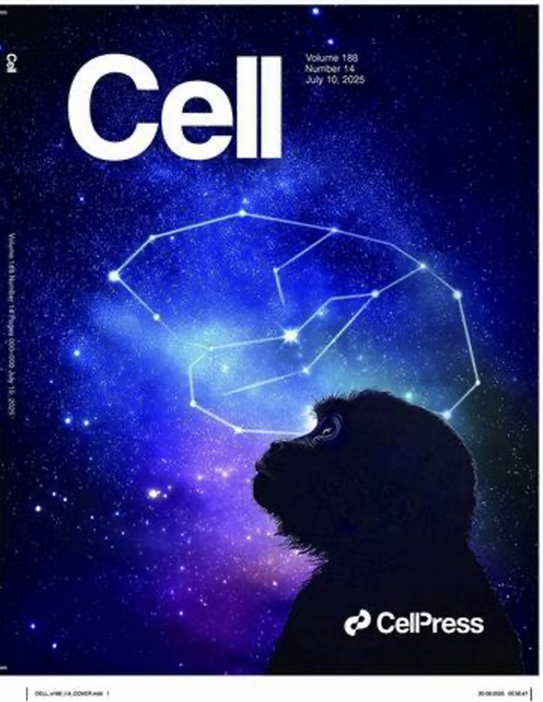 China’s Brain Map Project achieves a milestone