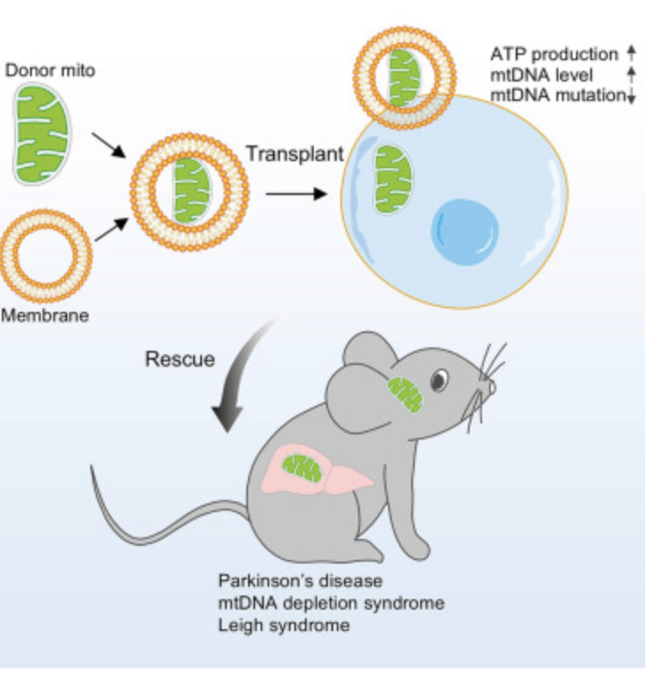 Transplanted encapsulated mitochondria alleviate dysfunctions in mouse models