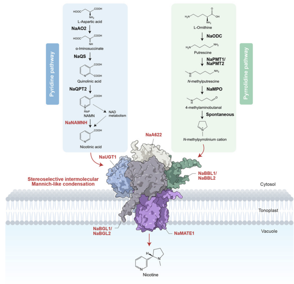 Ań enzymatic Mannich reaction as the final step in nicotine biosynthesis