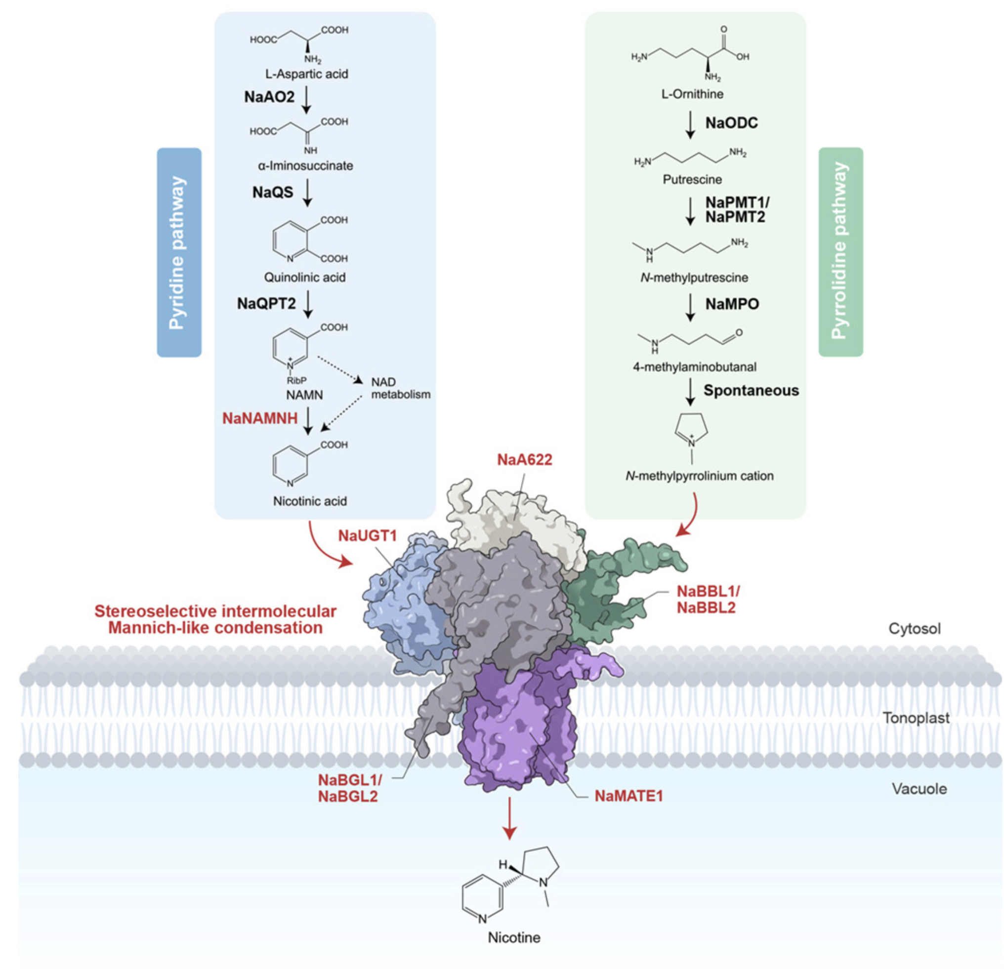 Ań enzymatic Mannich reaction as the final step in nicotine ...