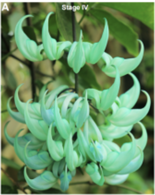 An anthocyanin and a flavonoid determine the emerald color of the jade vine plant