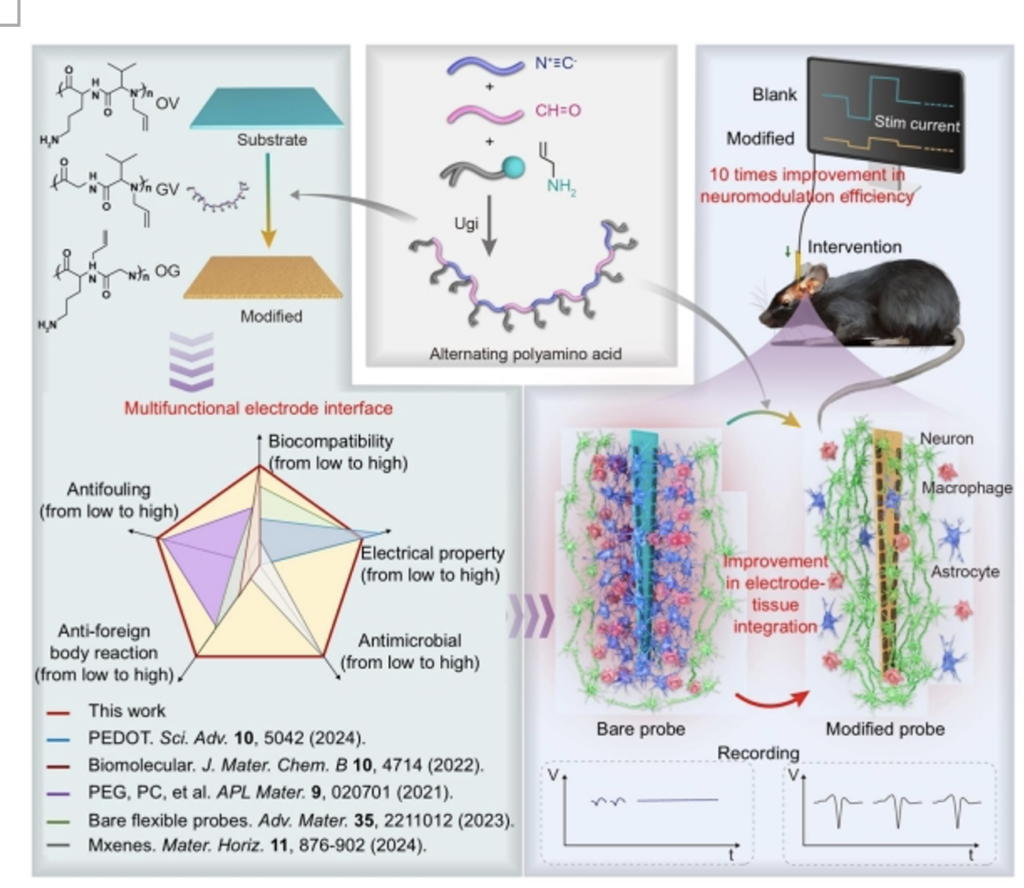 Alternating cationic peptides improve the stability and neuromodulating efficiency of BCI