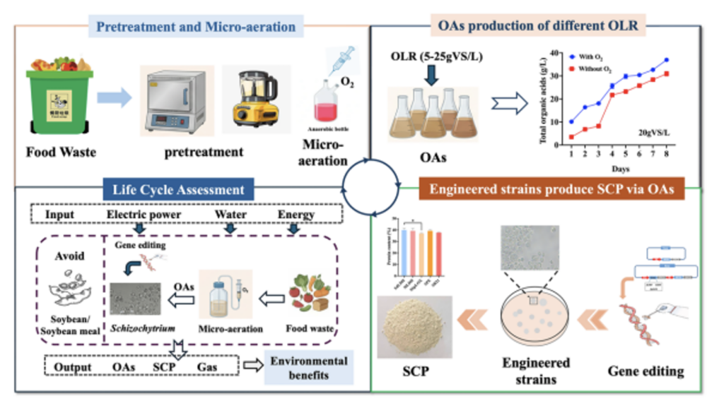 Microaerobic pretreatment and engineered Schizochytrium converts food waste into DHA-rich single-cell protein